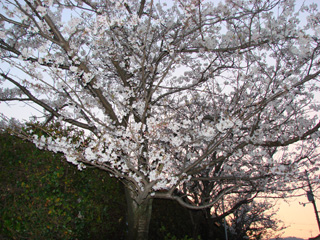 2007sakura_01.jpg (63441 �o�C�g)
