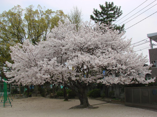 2007sakura_02.jpg (45211 �o�C�g)