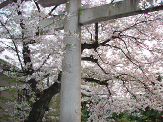 2007sakura_05.jpg (58562 �o�C�g)