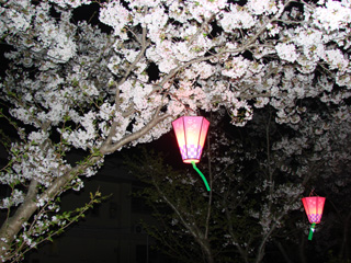 2007sakura_10.jpg (57513 �o�C�g)